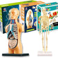 Teng Xin – Explore Science Bone Assembly